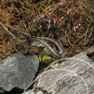 Lacerta agilis