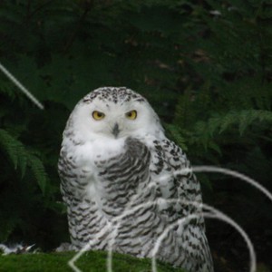 Nyctea scandiaca
