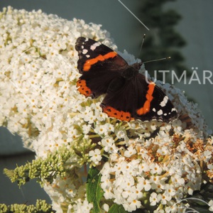 Amiral fjäril på vit blomma