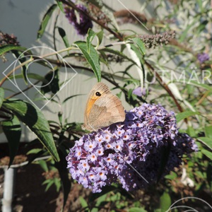 Slåttergräsfjäril på syrénbuddleja