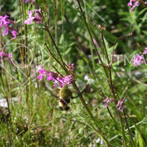 Tjärblomster och dagflygande nattfjärilar
