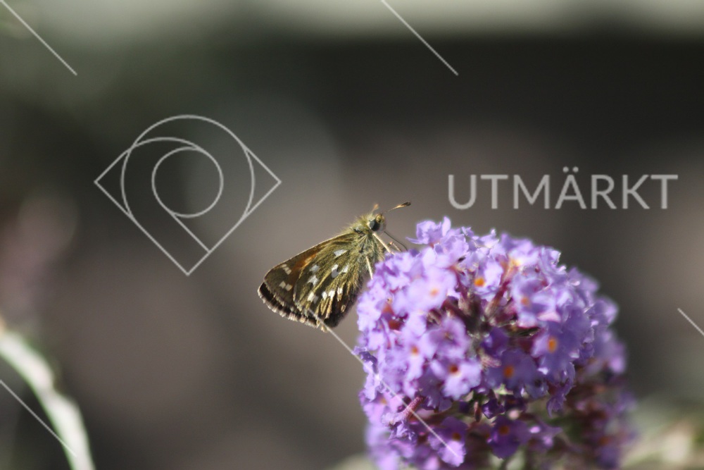 Fjäril som smyger på buddleja