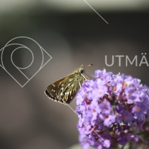 Fjäril som smyger på buddleja