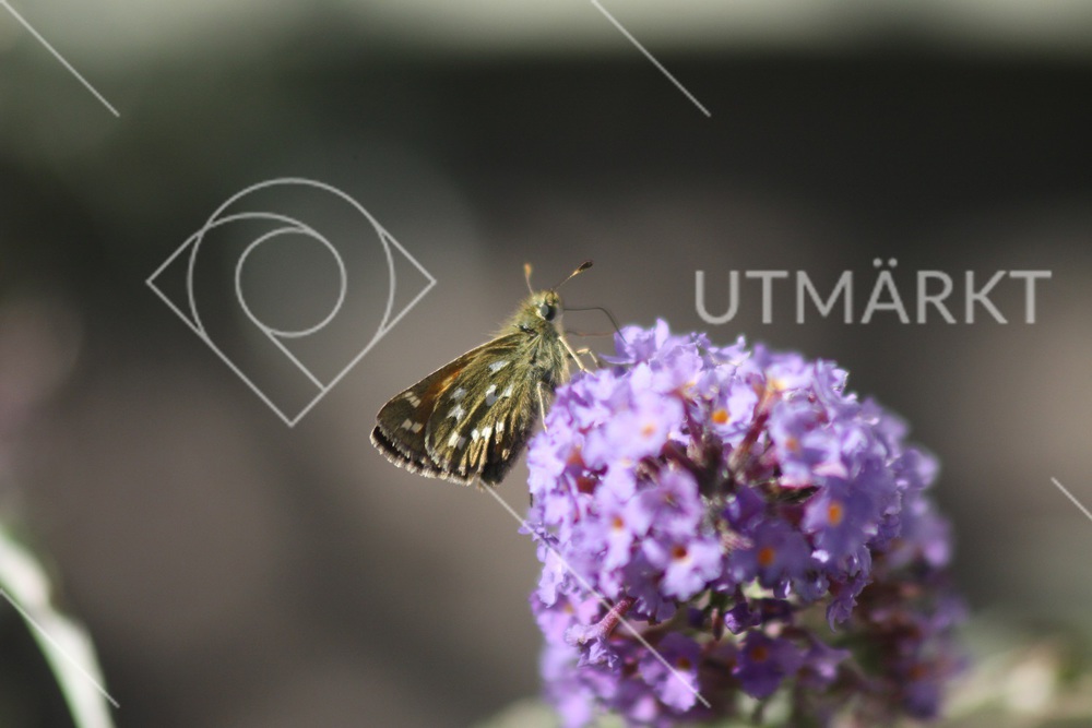 Silversmygare och buddleja