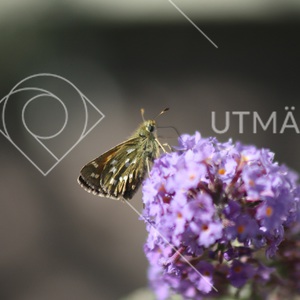 Silversmygare och buddleja