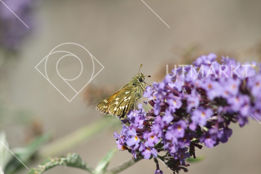 Smygare på buddleja