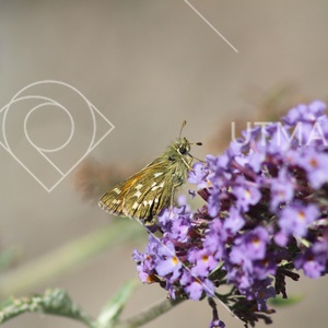 Smygare på buddleja