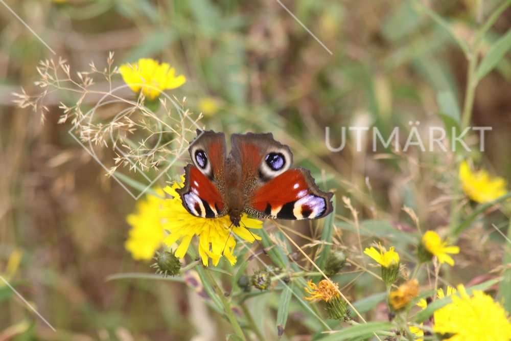Mimicry-teckning på fjäril