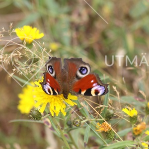 Mimicry-teckning på fjäril