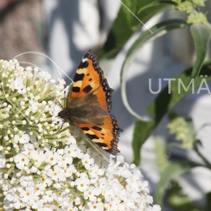 Nässelfjäril och vit syrénbuddleja