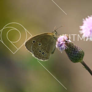 Gräsfjäril och korgblommig växt