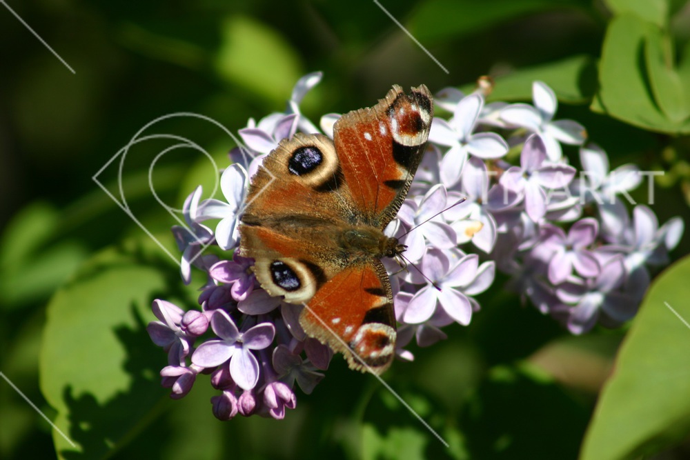 Påfågelöga och syrénbuddleja