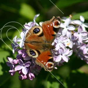 Påfågelöga och syrénbuddleja