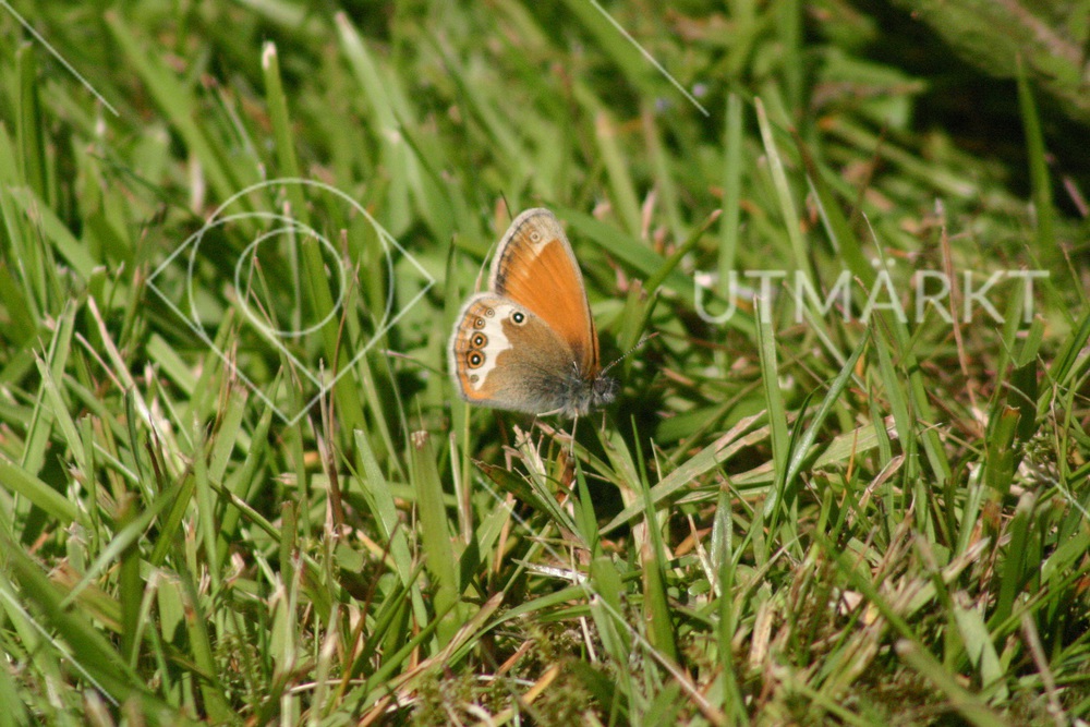 Coenonympha hero 