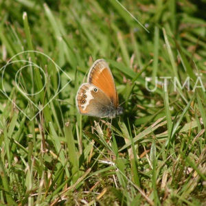 Coenonympha hero 
