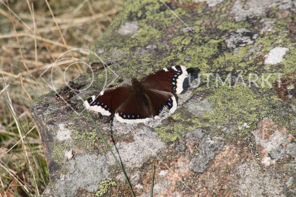 Nymphalis antiopa