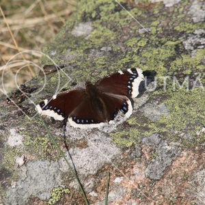 Nymphalis antiopa