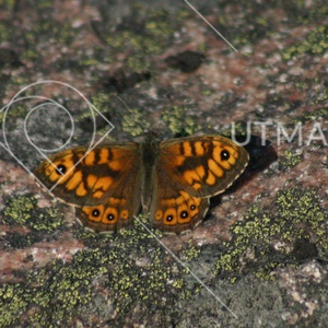 Lasiommata megera