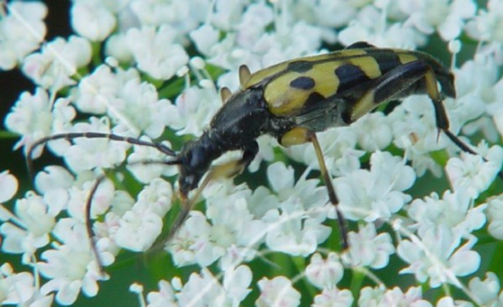 Skalbagge på blommor
