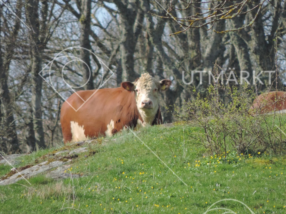 Härnäsets naturvårdare