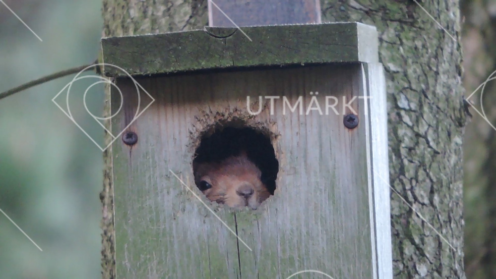 Nä, det regnar