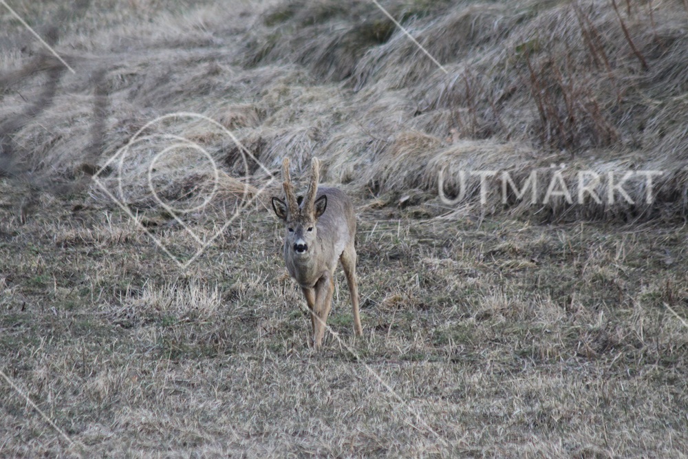 Rådjursbock med basthudsklädda horn