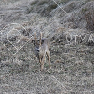 Rådjursbock med basthudsklädda horn