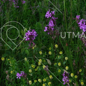 Tjärblomster- och jordklöverprakt