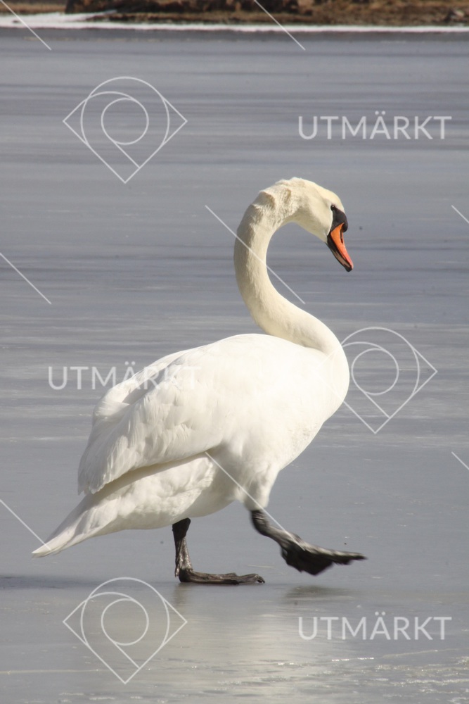 Svansjön på vintern