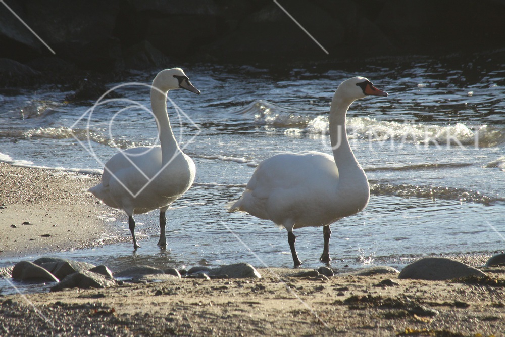 Svanparet på höstpromenad