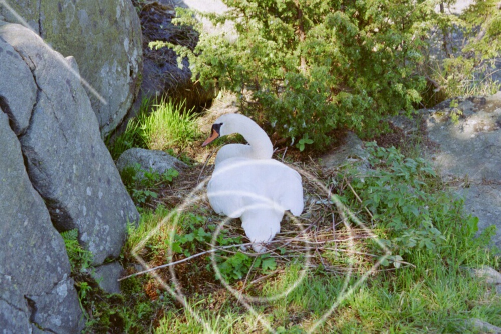 Ruvande svanmamma