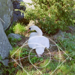 Ruvande svanmamma