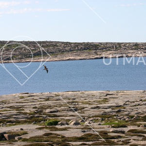 Havsfågel på Ramsvikslandet