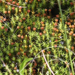Mossor