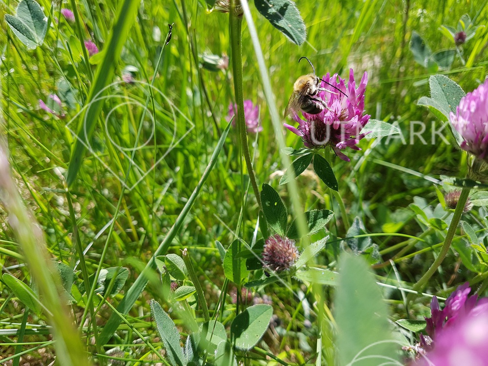 Humla på blomutflykt