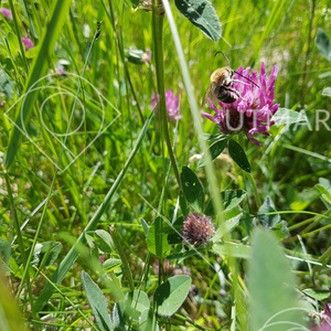 Humla på blomutflykt