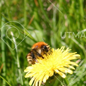 Humla på gul blomma