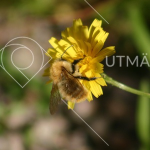 Humla på näringsjakt