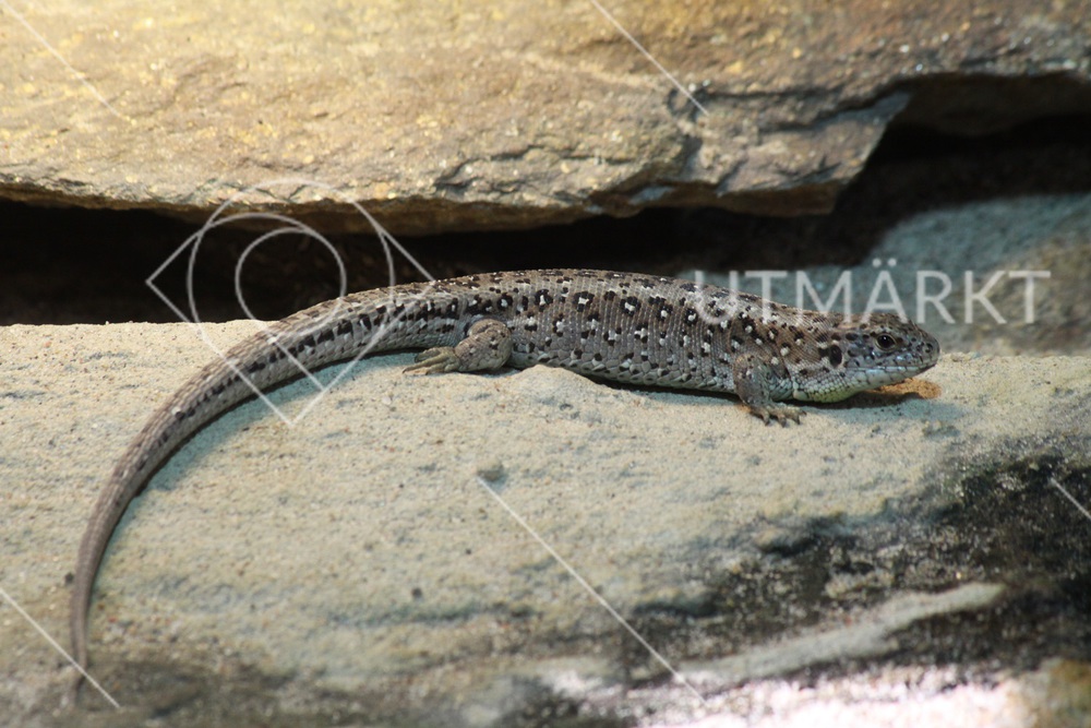Lacerta agilis ligger och vilar