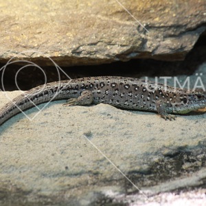 Lacerta agilis ligger och vilar