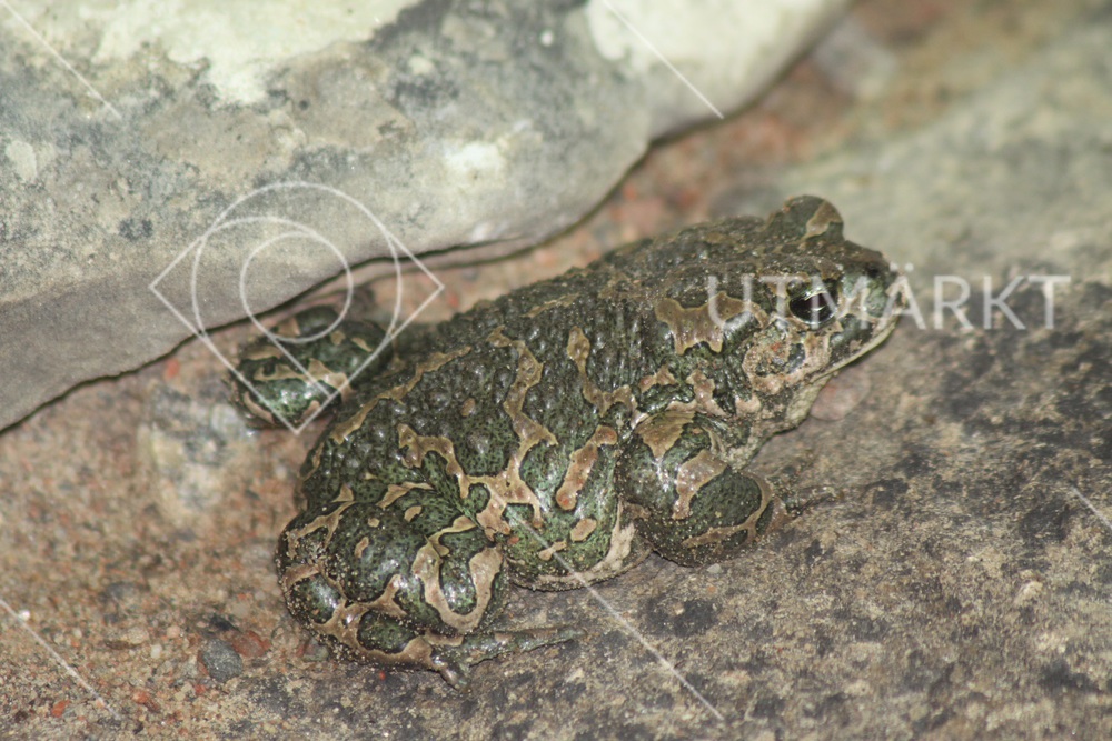 Bufo viridis sitter och lurar