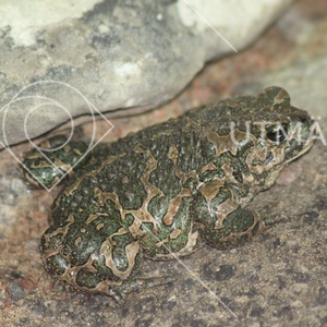 Bufo viridis sitter och lurar