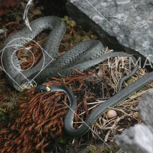 Snokar - hane och hona