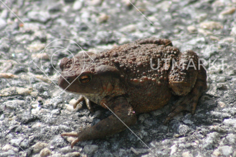 Vår största paddart