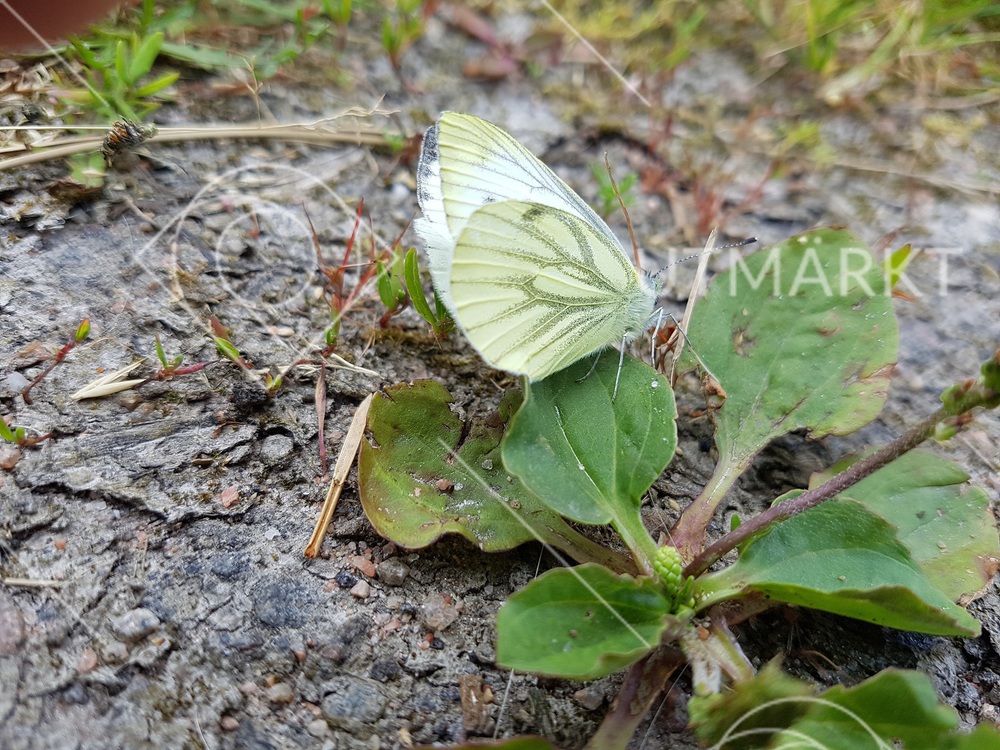 Vitfjäril på blad