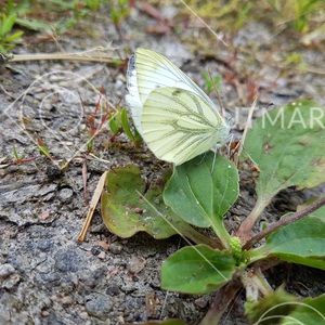Vitfjäril på blad