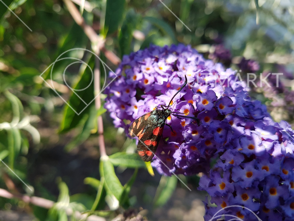 Svärmare på buddleja