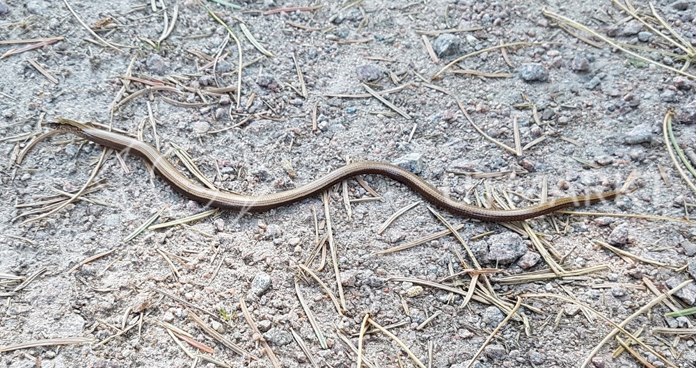 Långsmal ödla på väg