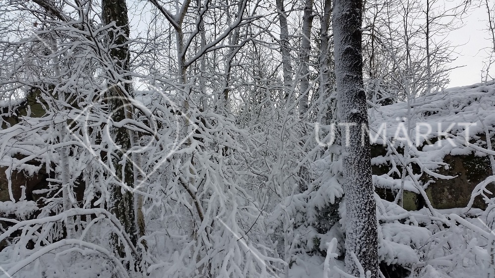 Vinter med snöklädda träd och buskar