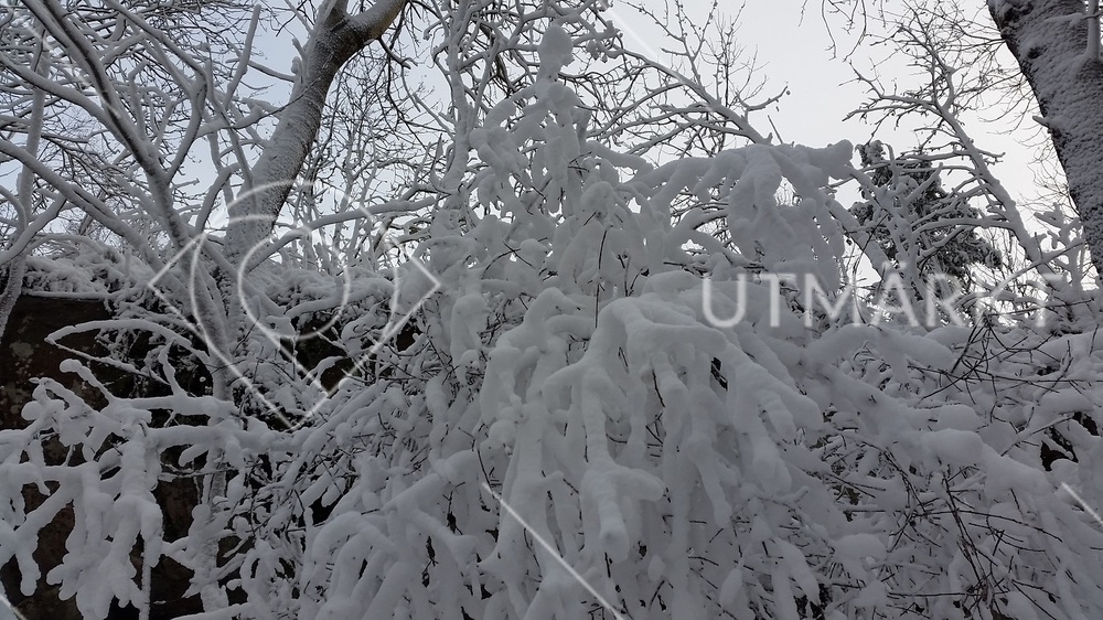 Tjockt snötäcke över trädgrenar